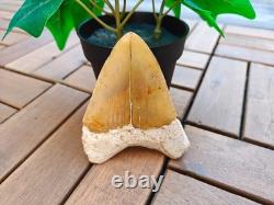 Broad profile 3.74 inch long x 2.91 inch wide Indonesian Megalodon tooth