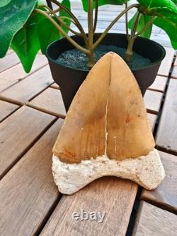 Broad profile 3.74 inch long x 2.91 inch wide Indonesian Megalodon tooth