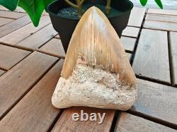 Broad profile 3.74 inch long x 2.91 inch wide Indonesian Megalodon tooth Broad profile 3.74 inch long x 2.91 inch wide Indonesian Megalodon tooth