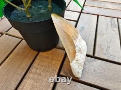 Broad profile 3.74 inch long x 2.91 inch wide Indonesian Megalodon tooth