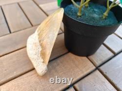 Broad profile 3.74 inch long x 2.91 inch wide Indonesian Megalodon tooth