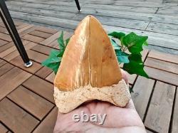 Broad profile 3.74 inch long x 2.91 inch wide Indonesian Megalodon tooth