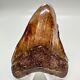 Brown/red Sharply Serrated 3.42 Fossil Megalodon Shark Tooth Usa
