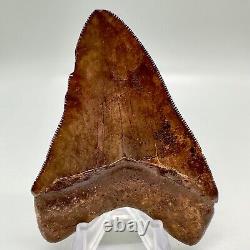 Brown/Red Sharply Serrated 3.42 Fossil MEGALODON Shark Tooth USA