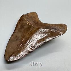 Brown/Red Sharply Serrated 3.42 Fossil MEGALODON Shark Tooth USA