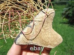 Bryozoa Encrusted Megalodon Shark Tooth Florida Fossils Extinct Sharks Teeth Fl