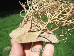 Bryozoa Encrusted Megalodon Shark Tooth Florida Fossils Extinct Sharks Teeth Fl