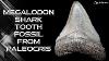 Bucket List Fossil Unboxing Megalodon Shark Tooth From Paleocris