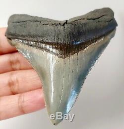 CHUBUTENSIS SHARK TOOTH -3 & 1/4 inch MEGALODON NO RESTORATIONS SERRATED