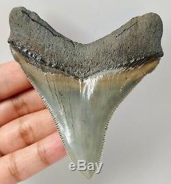 CHUBUTENSIS SHARK TOOTH -3 & 1/4 inch MEGALODON NO RESTORATIONS SERRATED
