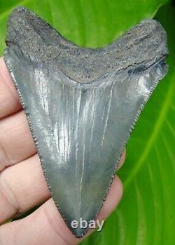 CHUBUTENSIS Shark Tooth 3 & 1/8 in. REAL FOSSIL SERRATED