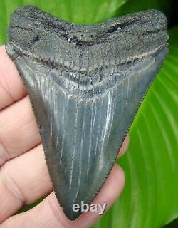 CHUBUTENSIS Shark Tooth 3 & 1/8 in. REAL FOSSIL SERRATED