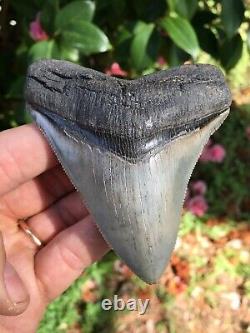 CHUBUTENSIS Shark Tooth 3.7 Top Shelf Quality, Serrated, Megalodon Tooth