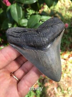 CHUBUTENSIS Shark Tooth 3.7 Top Shelf Quality, Serrated, Megalodon Tooth