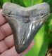 Chubutensis Shark Tooth Over 3 & 1/4 In. Real Fossil Megalodon Ancestor