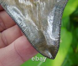 CHUBUTENSIS Shark Tooth OVER 3 & 1/4 in. REAL FOSSIL MEGALODON ANCESTOR