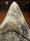 Cloudy 3.2 Megalodon Shark Tooth Florida Fossil Teeth Natural South Carolina