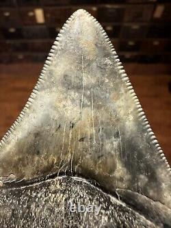 CLOUDY 3.2 MEGALODON Shark Tooth Florida Fossil Teeth Natural South Carolina