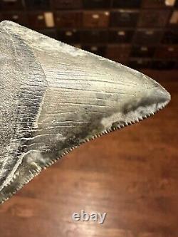 CLOUDY 3.2 MEGALODON Shark Tooth Florida Fossil Teeth Natural South Carolina