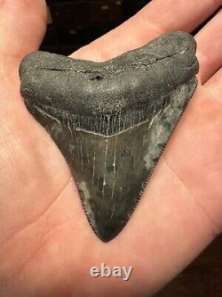 CLOUDY 3.2 MEGALODON Shark Tooth Florida Fossil Teeth Natural South Carolina