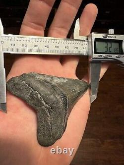CLOUDY 3.2 MEGALODON Shark Tooth Florida Fossil Teeth Natural South Carolina