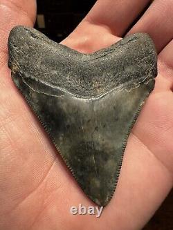 CLOUDY 3.2 MEGALODON Shark Tooth Florida Fossil Teeth Natural South Carolina