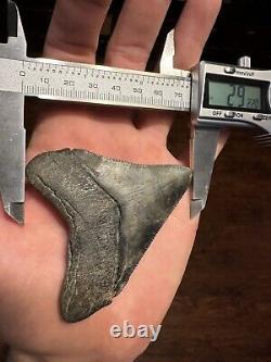 CLOUDY 3.2 MEGALODON Shark Tooth Florida Fossil Teeth Natural South Carolina