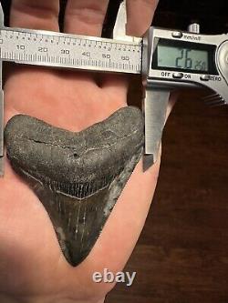 CLOUDY 3.2 MEGALODON Shark Tooth Florida Fossil Teeth Natural South Carolina