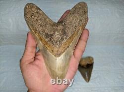 COLLECTIBLES RARE BIG GIANT 6.69 SIZE Megalodon Shark Tooth Private Ownership