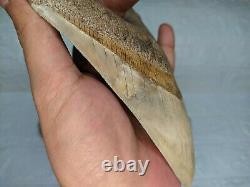 COLLECTIBLES RARE BIG GIANT 6.69 SIZE Megalodon Shark Tooth Private Ownership