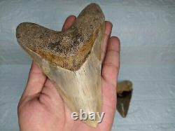 COLLECTIBLES RARE BIG GIANT 6.69 SIZE Megalodon Shark Tooth Private Ownership