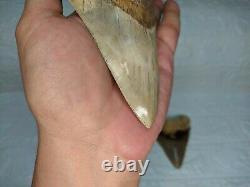 COLLECTIBLES RARE BIG GIANT 6.69 SIZE Megalodon Shark Tooth Private Ownership