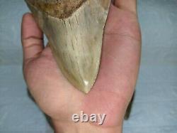 COLLECTIBLES RARE BIG GIANT 6.69 SIZE Megalodon Shark Tooth Private Ownership