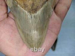 COLLECTIBLES RARE BIG GIANT 6.69 SIZE Megalodon Shark Tooth Private Ownership