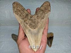 COLLECTIBLES RARE BIG GIANT 6.69 SIZE Megalodon Shark Tooth Private Ownership