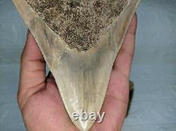 COLLECTIBLES RARE BIG GIANT 6.69 SIZE Megalodon Shark Tooth Private Ownership