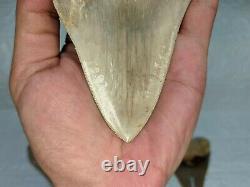 COLLECTIBLES RARE BIG GIANT 6.69 SIZE Megalodon Shark Tooth Private Ownership