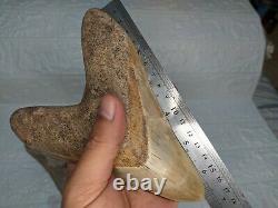 COLLECTIBLES RARE BIG GIANT 6.69 SIZE Megalodon Shark Tooth Private Ownership