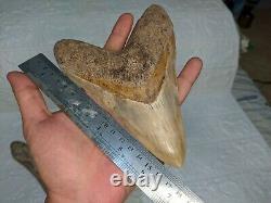 COLLECTIBLES RARE BIG GIANT 6.69 SIZE Megalodon Shark Tooth Private Ownership