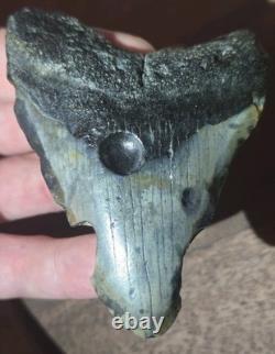 COLLECTOR QUALITY SPECIMEN Rare Real MEGALODON Tooth Fossil w ANCIENT CLAM HOLE