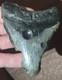Collector Quality Specimen Rare Real Megalodon Tooth Fossil W Ancient Clam Hole