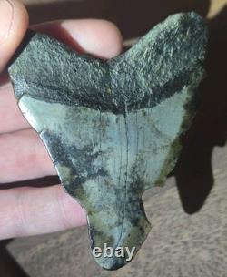 COLLECTOR QUALITY SPECIMEN Rare Real MEGALODON Tooth Fossil w ANCIENT CLAM HOLE