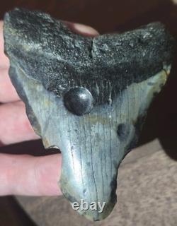 COLLECTOR QUALITY SPECIMEN Rare Real MEGALODON Tooth Fossil w ANCIENT CLAM HOLE