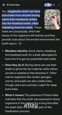 COLLECTOR QUALITY SPECIMEN Rare Real MEGALODON Tooth Fossil w ANCIENT CLAM HOLE COLLECTOR QUALITY SPECIMEN Rare Real MEGALODON Tooth Fossil w ANCIENT CLAM HOLE