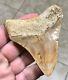 Colorfully Sweet Indonesian Megalodon Shark Tooth Fossil