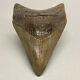 Colorful, Beautiful Sharply Serrated 3.18 Fossil Megalodon Shark Tooth Usa