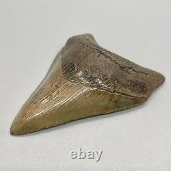COLORFUL, Beautiful Sharply Serrated 3.18 Fossil MEGALODON Shark Tooth USA