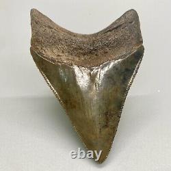 COLORFUL, Beautiful Sharply Serrated 3.18 Fossil MEGALODON Shark Tooth USA