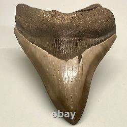 COLORFUL, Beautiful Sharply Serrated 3.71 Fossil MEGALODON Shark Tooth USA