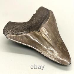 COLORFUL, Beautiful Sharply Serrated 3.71 Fossil MEGALODON Shark Tooth USA